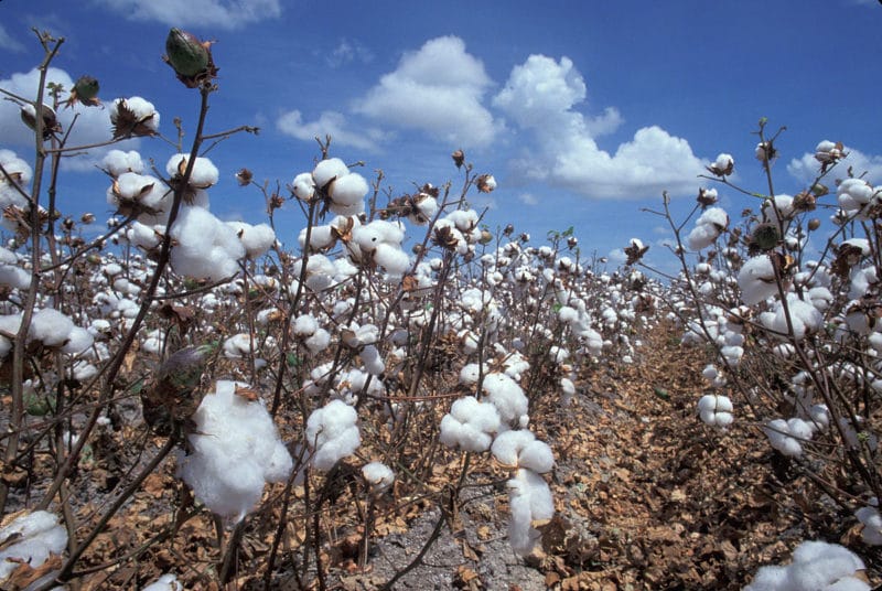 Plantation de Coton pour la confection de jeans