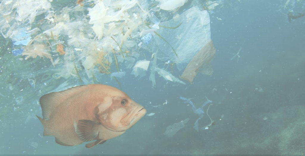 poisson dans l'océan qui nage autour du plastique